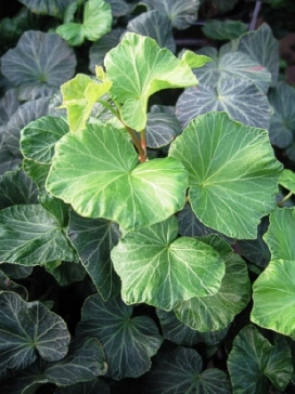 HEDERA Round Leaf