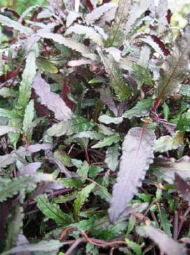 HEMIGRAPHIS repanda Narrow leaf Hemigraphis