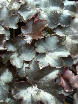HEUCHERA hybrid Blackout