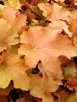 HEUCHERA hybrid Caramel