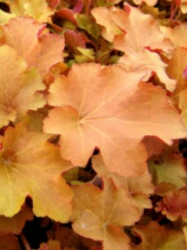 HEUCHERA Caramel