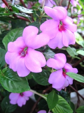 IMPATIENS Blue Angel