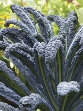 ORNAMENTAL KALE Black Magic