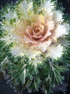 ORNAMENTAL KALE Coral Prince