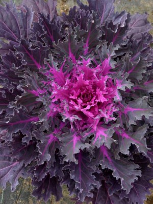 ORNAMENTAL KALE Coral Queen