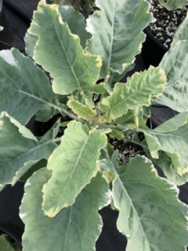 ORNAMENTAL KALE Kosmic Kale