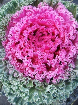 ORNAMENTAL KALE Nagoya Red