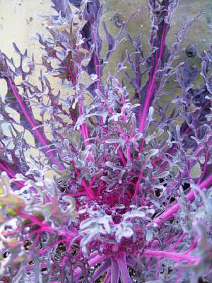 ORNAMENTAL KALE Peacock Red