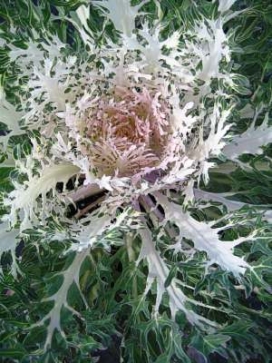 ORNAMENTAL KALE Peacock White