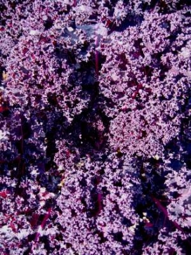 ORNAMENTAL KALE Redbor