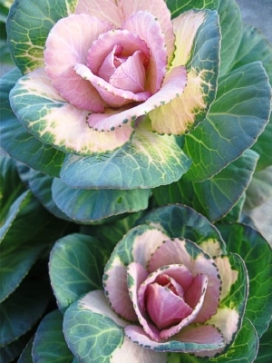 ORNAMENTAL KALE Sunrise Kale