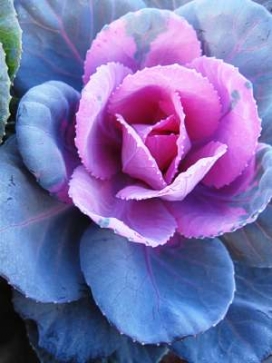 ORNAMENTAL KALE Sunset Kale