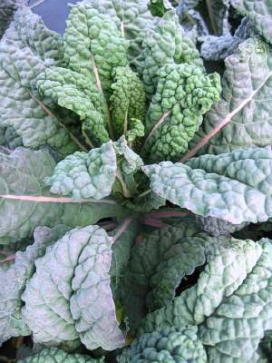 ORNAMENTAL KALE Toscano