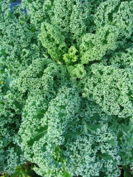 ORNAMENTAL KALE Winterbor