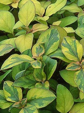 LYSIMACHIA congestiflora Outback Sunset