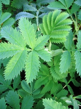 MELIANTHUS major Honey Flower