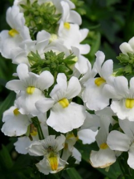NEMESIA White