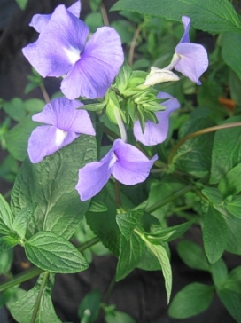 OTACANTHUS Caribbean Blue