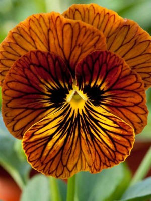 PANSY Tiger Eyes
