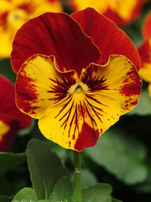 PANSY Panola Sunburst