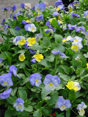 Pansy Cool Wave Morpho Bowl