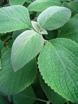 PLECTRANTHUS argentea