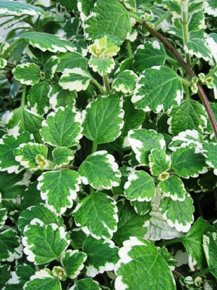 PLECTRANTHUS coleoides Mini Variegata