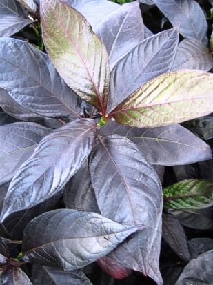 PSEUDERANTHEMUM atropurpureum