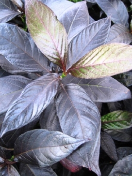 PSEUDERANTHEMUM atropurpureum