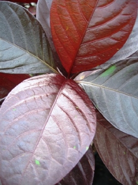 PSEUDERANTHEMUM Rubrum