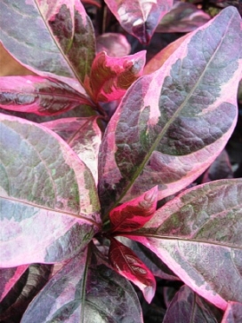 PSEUDERANTHEMUM Tricolor