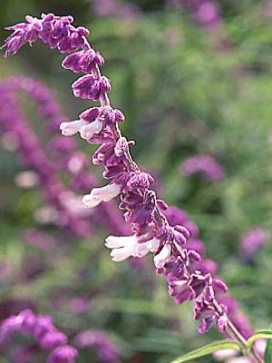 SALVIA leucantha Bicolor