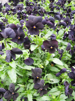 VIOLA Sorbet Black Delight