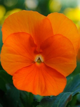 VIOLA Sorbet Orange