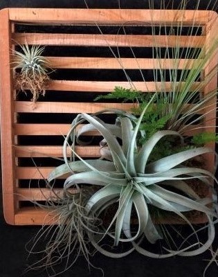 TEAK FRAME 12