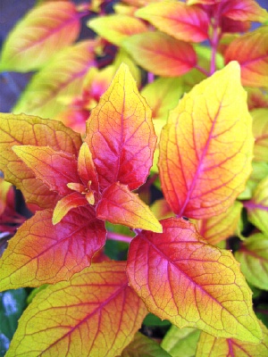 FUCHSIA Autumnale
