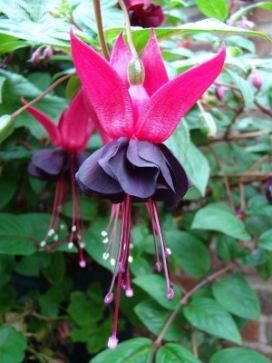 FUCHSIA Blacky