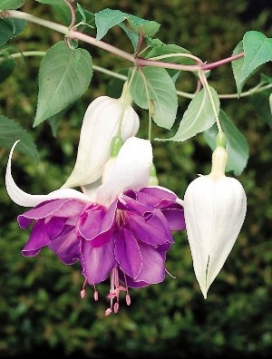 FUCHSIA Deep Purple 14 Moss