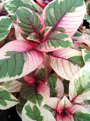 FUCHSIA Firecracker