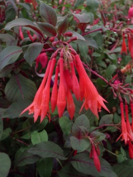 FUCHSIA Gartenmeister Bonstedt