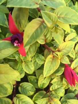 FUCHSIA Golden Marinka