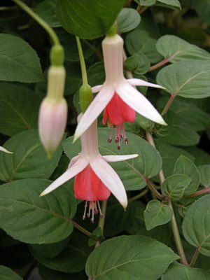 FUCHSIA Hidcote Beauty