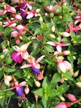 FUCHSIA Lambada