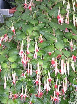 FUCHSIA Swanley Yellow