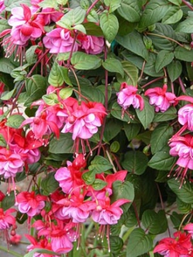 FUCHSIA Winston Churchill