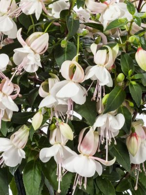 FUCHSIA Windchimes White