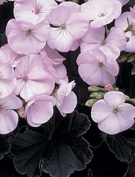 GERANIUM Black Velvet Apple Blossom