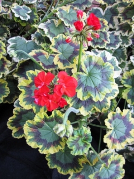 GERANIUM Contrast