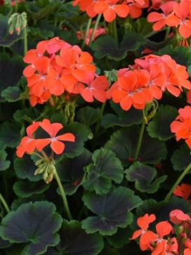 GERANIUM zonale Brocade Fire Night