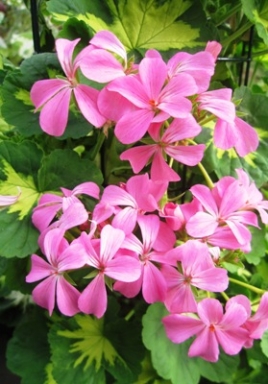 GERANIUM zonale Happy Thought